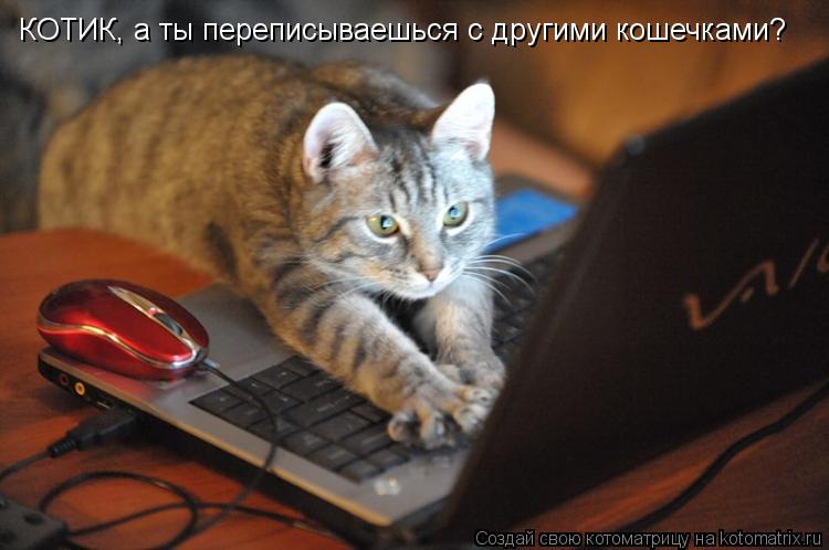 КОТИК, а ты переписываешься с другими кошечками?... Котоматрица: КОТИК, а ты переписываешься с другими кошечками?