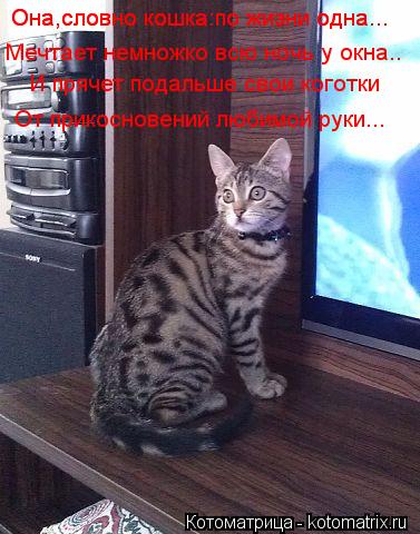 Она,словно кошка:по жизни одна... Она,словно кошка:по жизни одна... Мечтает немножко всю ночь у окн... Котоматрица: Она,словно кошка:по жизни одна... Она,словно кошка:по жизни одна... Мечтает немножко всю ночь у окна.. И прячет подальше свои коготки От прико