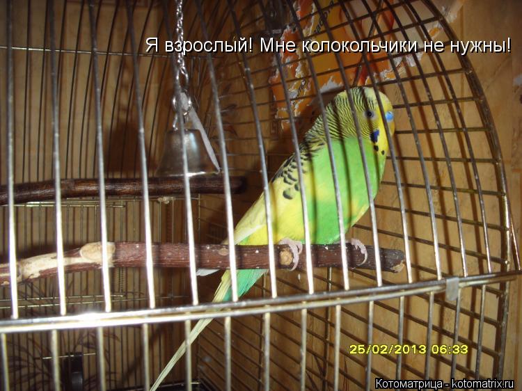 Я взрослый! Мне колокольчики не нужны!... Котоматрица: Я взрослый! Мне колокольчики не нужны!