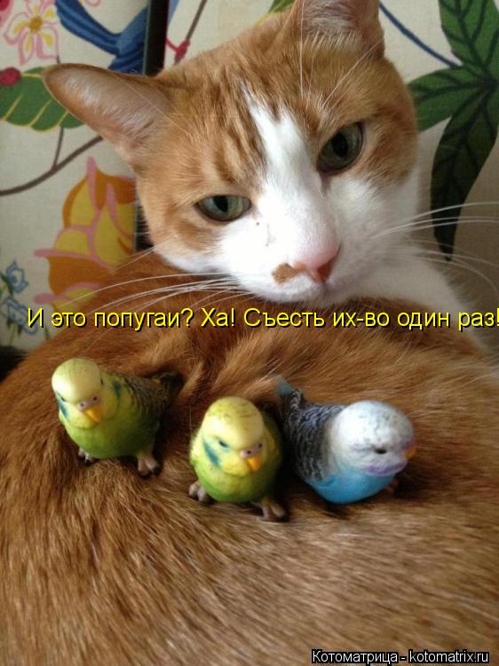 И это попугаи? Ха! Съесть их-во один раз!... Котоматрица: И это попугаи? Ха! Съесть их-во один раз!
