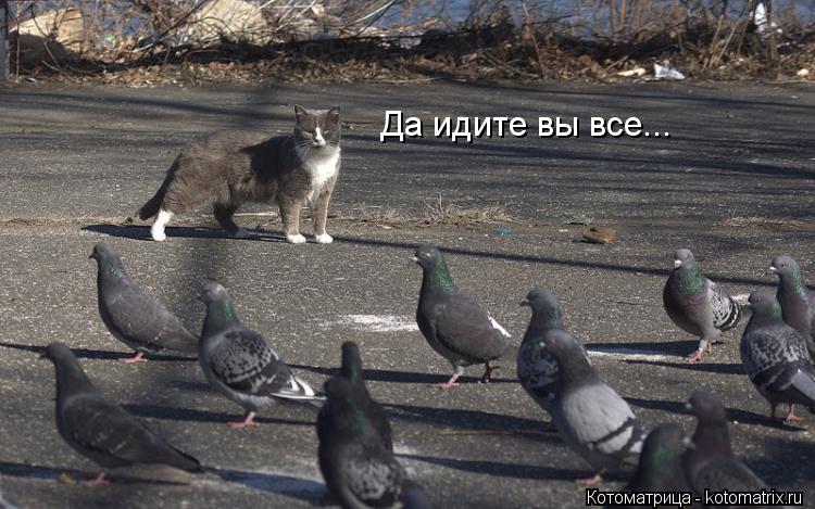 Да идите вы все...... Котоматрица: Да идите вы все...