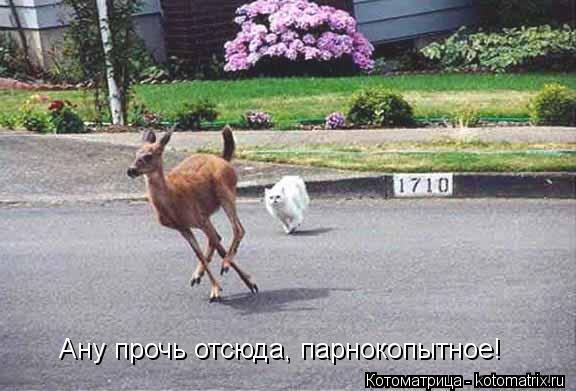 Ану прочь отсюда, парнокопытное!... Котоматрица: Ану прочь отсюда, парнокопытное!