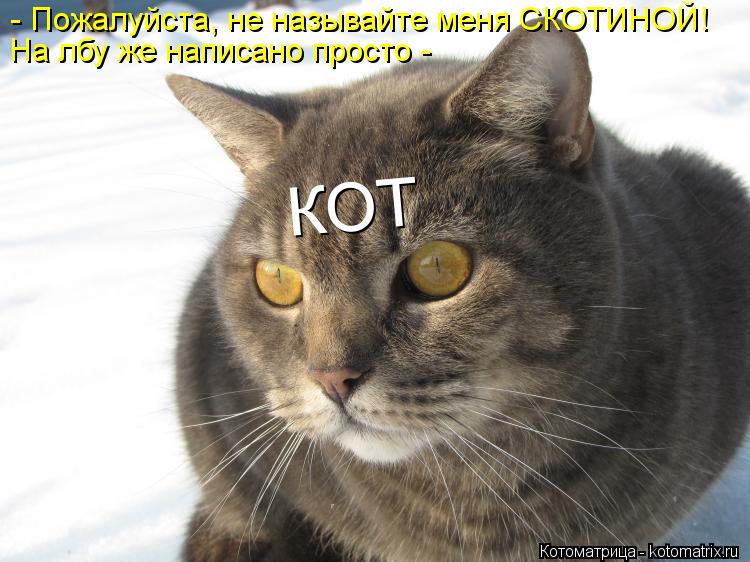 - Пожалуйста, не называйте меня СКОТИНОЙ! На лбу же написано просто - КОТ... Котоматрица: - Пожалуйста, не называйте меня СКОТИНОЙ! На лбу же написано просто - КОТ