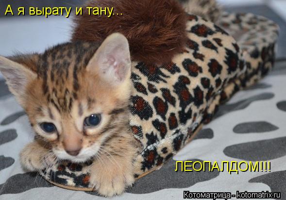 А я вырату и тану... ЛЕОПАЛДОМ!!!... Котоматрица: А я вырату и тану... ЛЕОПАЛДОМ!!!
