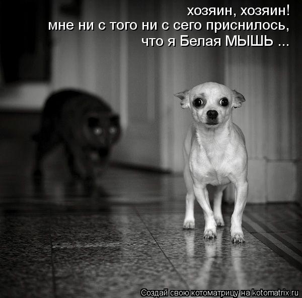 хозяин, хозяин! мне ни с того ни с сего приснилось, что я Белая МЫШЬ ...... Котоматрица: хозяин, хозяин! мне ни с того ни с сего приснилось, что я Белая МЫШЬ ...