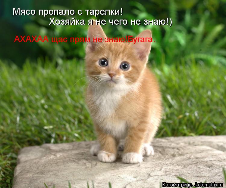 Мясо пропало с тарелки! Хозяйка я не чего не знаю!) АХАХАА щас прям не знаю!Бугага.... Котоматрица: Мясо пропало с тарелки! Хозяйка я не чего не знаю!) АХАХАА щас прям не знаю!Бугага.