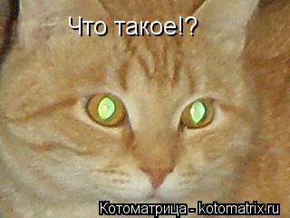 Что такое!?... Котоматрица: Что такое!?