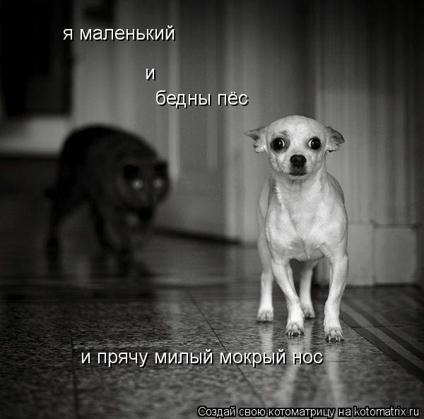 я маленький и бедны пёс и прячу милый мокрый нос... Котоматрица: я маленький и бедны пёс и прячу милый мокрый нос