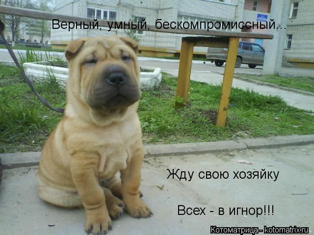 Верный, умный, бескомпромиссный... Жду свою хозяйку Всех - в игнор!!!... Котоматрица: Верный, умный, бескомпромиссный... Жду свою хозяйку Всех - в игнор!!!