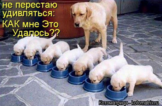 не перестаю удивляться: КАК мне Это Удалось??... Котоматрица: не перестаю удивляться: КАК мне Это Удалось??