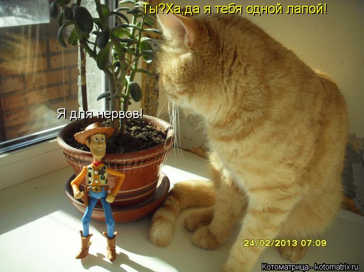 Я для нервов! Ты?Ха,да я тебя одной лапой!... Котоматрица: Я для нервов! Ты?Ха,да я тебя одной лапой!