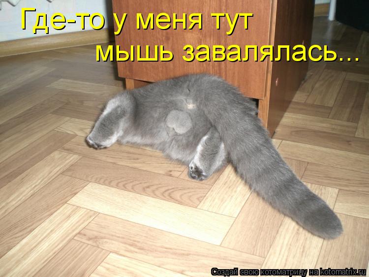Где-то у меня тут мышь завалялась...... Котоматрица: Где-то у меня тут мышь завалялась...