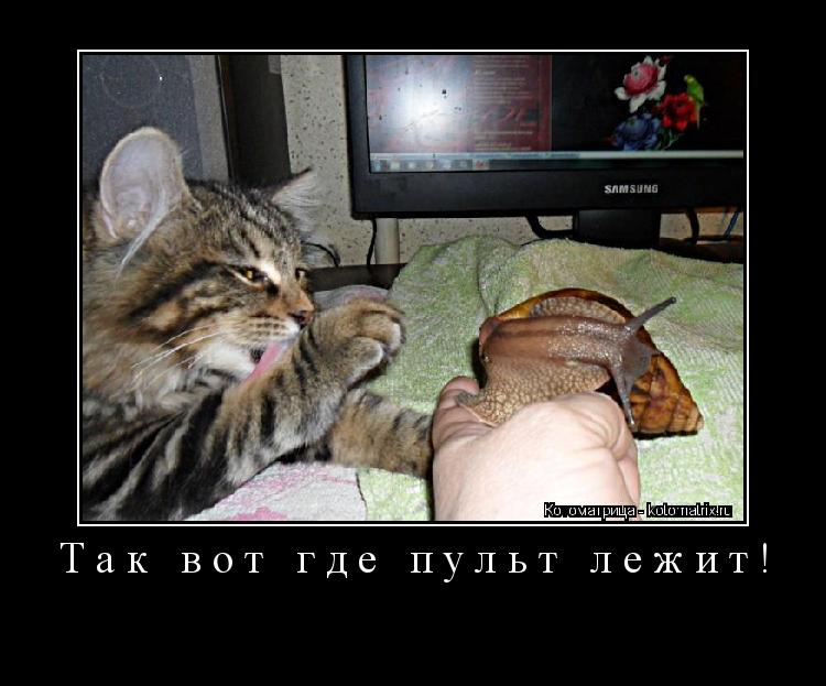 Так вот где пульт лежит! ... Котоматрица: Так вот где пульт лежит!