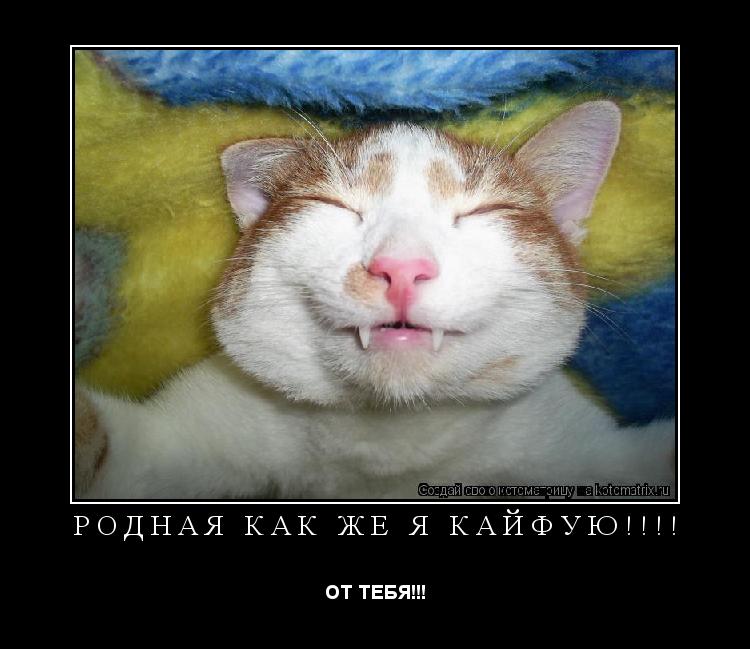 РОДНАЯ КАК ЖЕ Я КАЙФУЮ!!!! ОТ ТЕБЯ!!!... Котоматрица: РОДНАЯ КАК ЖЕ Я КАЙФУЮ!!!! ОТ ТЕБЯ!!!