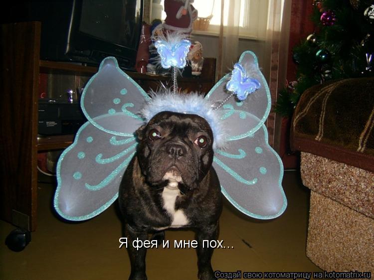 Я фея и мне пох...... Котоматрица: Я фея и мне пох...