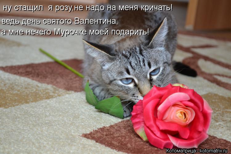 ну стащил я розу,не надо на меня кричать! ведь день святого Валентина, а мне нечего Мурочке моей под... Котоматрица: ну стащил я розу,не надо на меня кричать! ведь день святого Валентина, а мне нечего Мурочке моей подарить!