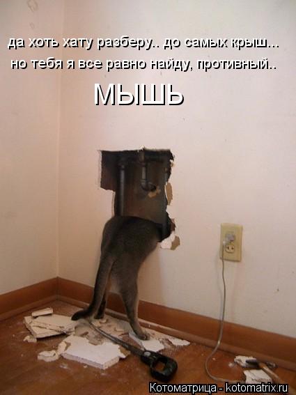 но тебя я все равно найду, противный.. МЫШЬ да хоть хату разберу.. до самых крыш...... Котоматрица: но тебя я все равно найду, противный.. МЫШЬ да хоть хату разберу.. до самых крыш...