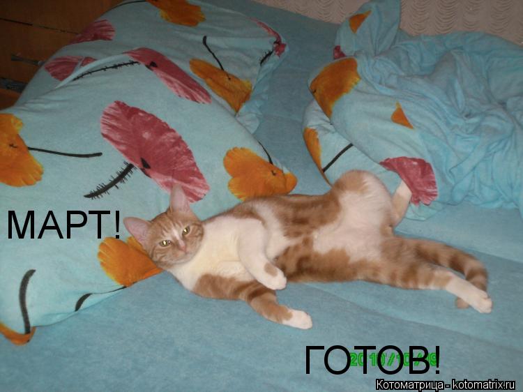МАРТ! МАРТ! ГОТОВ!... Котоматрица: МАРТ! МАРТ! ГОТОВ!