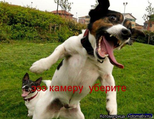 эээ камеру уберите... Котоматрица: эээ камеру уберите