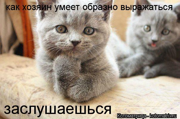 как хозяин умеет образно выражаться заслушаешься... Котоматрица: как хозяин умеет образно выражаться заслушаешься