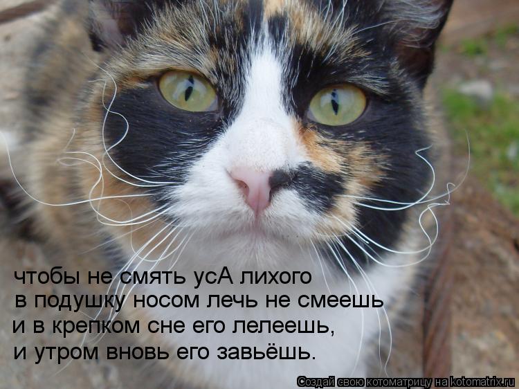 в подушку носом лечь не смеешь и в крепком сне его лелеешь, и утром вновь его завьёшь. чтобы не смять... Котоматрица: в подушку носом лечь не смеешь и в крепком сне его лелеешь, и утром вновь его завьёшь. чтобы не смять усА лихого