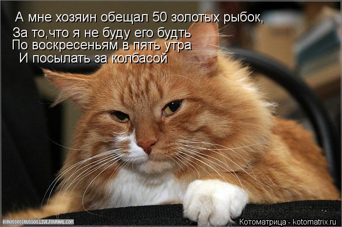 А мне хозяин обещал 50 золотых рыбок, За то,что я не буду его будть По воскресеньям в пять утра И пос... Котоматрица: А мне хозяин обещал 50 золотых рыбок, За то,что я не буду его будть По воскресеньям в пять утра И посылать за колбасой