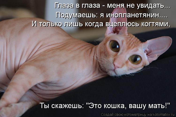 Глаза в глаза - меня не увидать... Подумаешь: я инопланетянин.... И только лишь когда вцеплюсь когтям... Котоматрица: Глаза в глаза - меня не увидать... Подумаешь: я инопланетянин.... И только лишь когда вцеплюсь когтями, Ты скажешь: "Это кошка, вашу мать!"