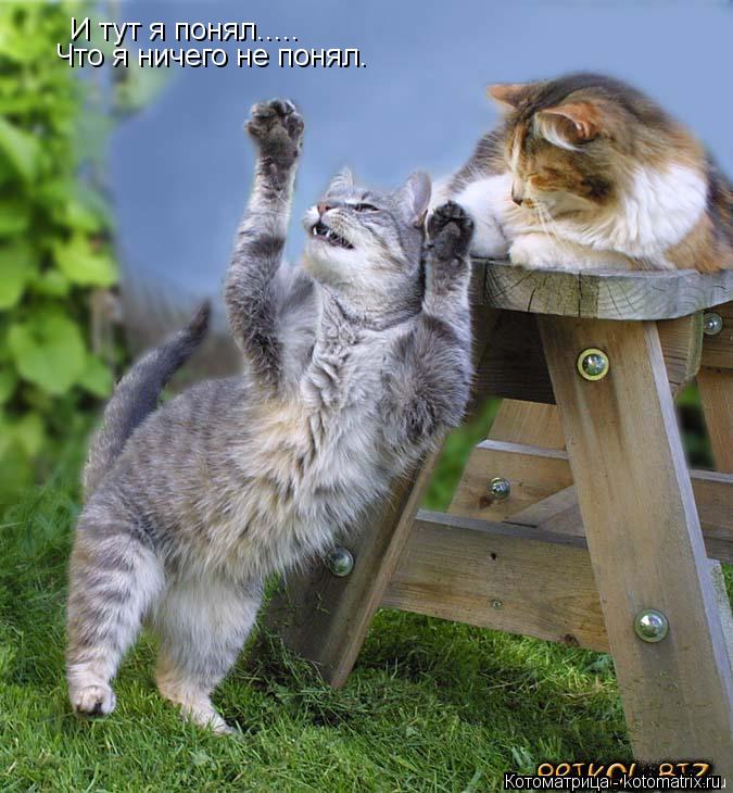 И тут я понял..... Что я ничего не понял.... Котоматрица: И тут я понял..... Что я ничего не понял.