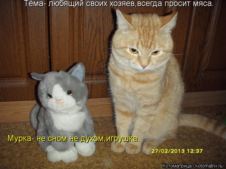 Тёма- любящий своих хозяев,всегда просит мяса. Мурка- не сном не духом,игрушка.... Котоматрица: Тёма- любящий своих хозяев,всегда просит мяса. Мурка- не сном не духом,игрушка.
