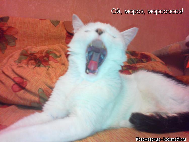 Ой, мороз, мороооооз!... Котоматрица: Ой, мороз, мороооооз!
