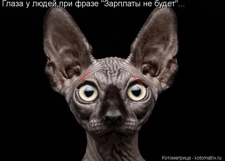 Глаза у людей,при фразе "Зарплаты не будет"... ___ ___... Котоматрица: Глаза у людей,при фразе "Зарплаты не будет"... ___ ___