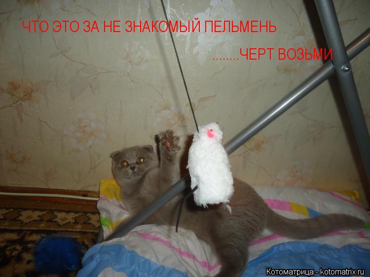 ЧТО ЭТО ЗА НЕ ЗНАКОМЫЙ ПЕЛЬМЕНЬ ........ЧЕРТ ВОЗЬМИ... Котоматрица: ЧТО ЭТО ЗА НЕ ЗНАКОМЫЙ ПЕЛЬМЕНЬ ........ЧЕРТ ВОЗЬМИ