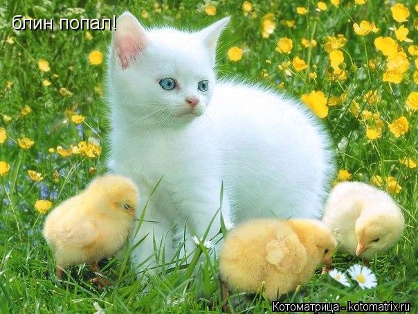 блин попал!... Котоматрица: блин попал!