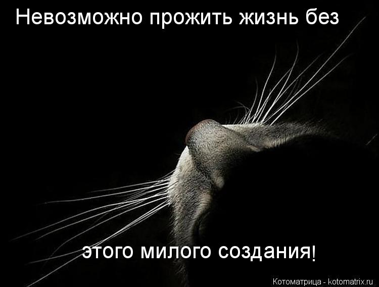 Невозможно прожить жизнь без этого милого создания !... Котоматрица: Невозможно прожить жизнь без этого милого создания !