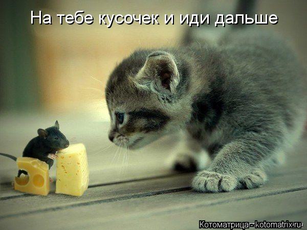 На тебе кусочек и иди дальше... Котоматрица: На тебе кусочек и иди дальше