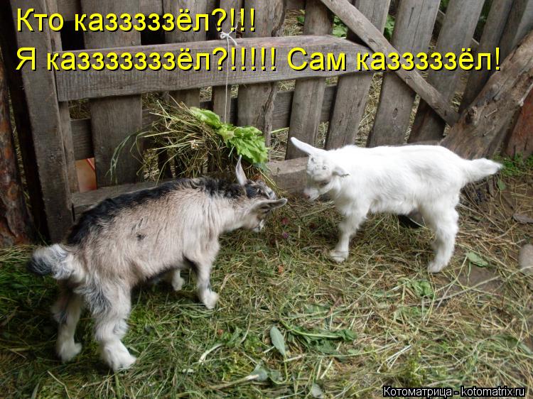 Кто казззззёл?!!! Я казззззззёл?!!!!! Сам казззззёл!... Котоматрица: Кто казззззёл?!!! Я казззззззёл?!!!!! Сам казззззёл!