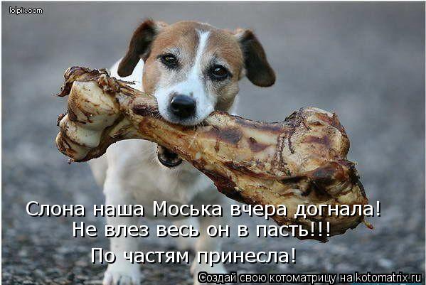 Слона наша Моська вчера догнала! По частям принесла! Не влез весь он в пасть!!!... Котоматрица: Слона наша Моська вчера догнала! По частям принесла! Не влез весь он в пасть!!!