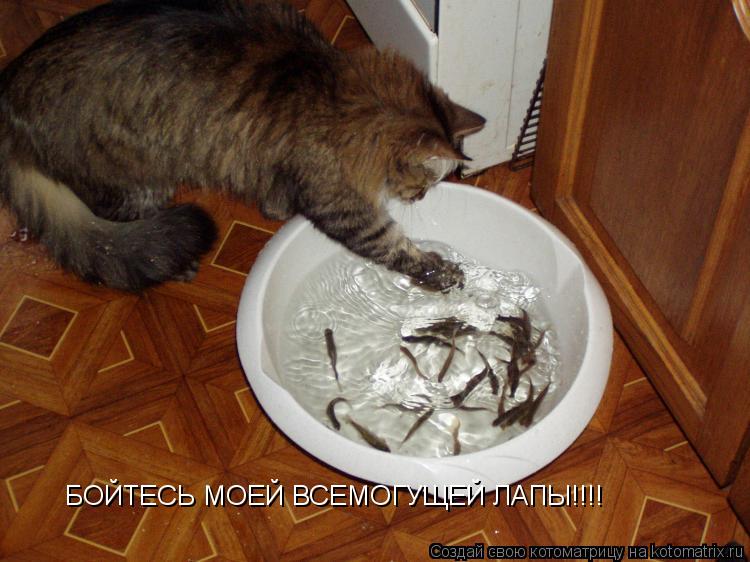 БОЙТЕСЬ МОЕЙ ВСЕМОГУЩЕЙ ЛАПЫ!!!!... Котоматрица: БОЙТЕСЬ МОЕЙ ВСЕМОГУЩЕЙ ЛАПЫ!!!!