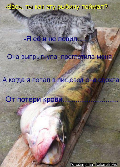 -Вась, ты как эту рыбину поймал? -Я её и не ловил..... Она выпрыгнула, проглотила меня От потери кров... Котоматрица: -Вась, ты как эту рыбину поймал? -Я её и не ловил..... Она выпрыгнула, проглотила меня От потери крови.......................... А когда я попал в пищевод он