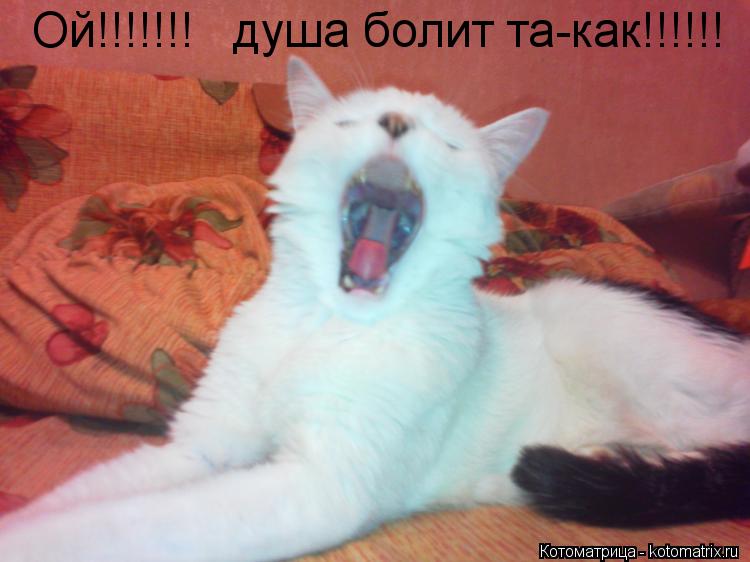 Ой!!!!!!! душа болит та-как!!!!!!... Котоматрица: Ой!!!!!!! душа болит та-как!!!!!!