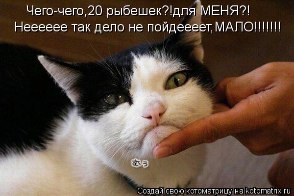 Чего-чего,20 рыбешек?!для МЕНЯ?! Нееееее так дело не пойдеееет,МАЛО!!!!!!!... Котоматрица: Чего-чего,20 рыбешек?!для МЕНЯ?! Нееееее так дело не пойдеееет,МАЛО!!!!!!!