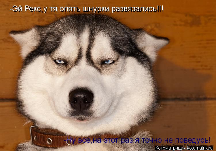 -Эй Рекс,у тя опять шнурки развязались!!! -Ну все,на этот раз я точно не поведусь!... Котоматрица: -Эй Рекс,у тя опять шнурки развязались!!! -Ну все,на этот раз я точно не поведусь!