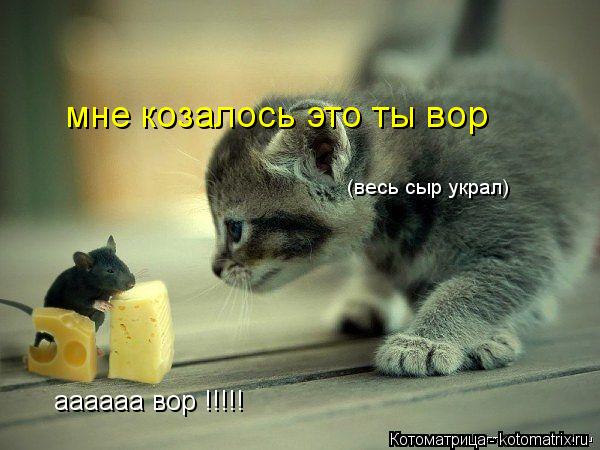 аааааа вор !!!!! мне козалось это ты вор (весь сыр украл)... Котоматрица: аааааа вор !!!!! мне козалось это ты вор (весь сыр украл)