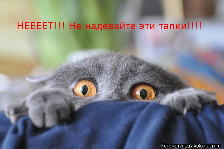 НЕЕЕЕТ!!! Не надевайте эти тапки!!!!... Котоматрица: НЕЕЕЕТ!!! Не надевайте эти тапки!!!!