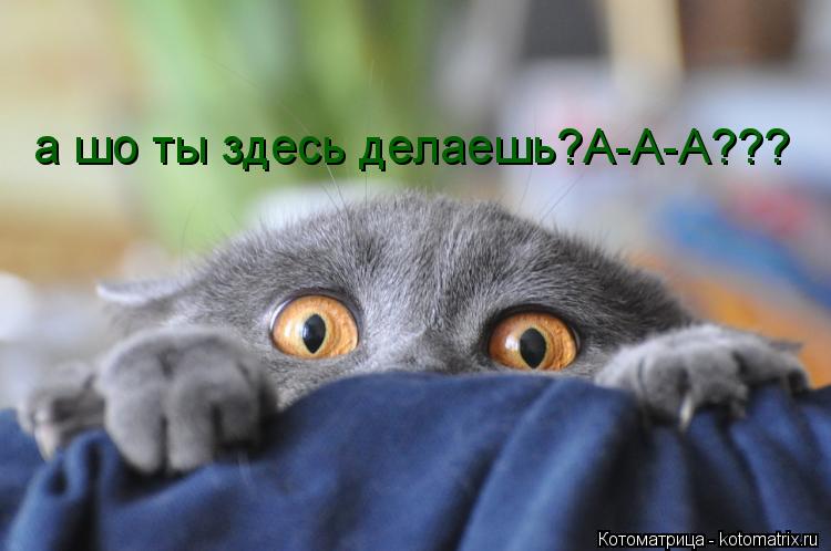 а шо ты здесь делаешь?А-А-А???... Котоматрица: а шо ты здесь делаешь?А-А-А???