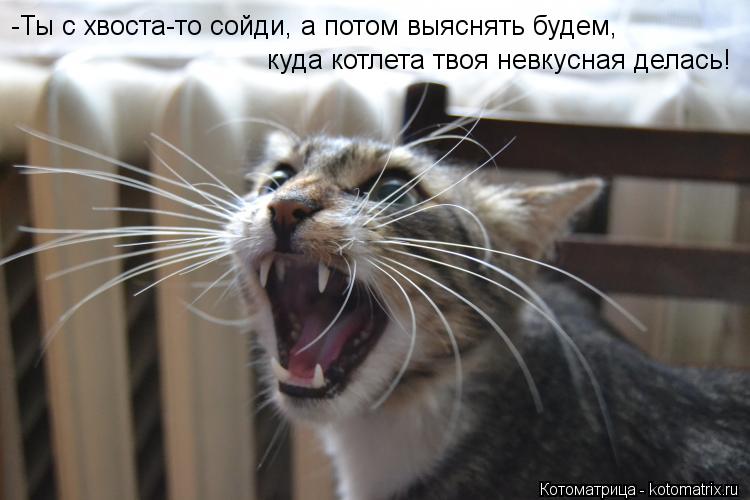 -Ты с хвоста-то сойди, а потом выяснять будем, куда котлета твоя невкусная делась!... Котоматрица: -Ты с хвоста-то сойди, а потом выяснять будем, куда котлета твоя невкусная делась!