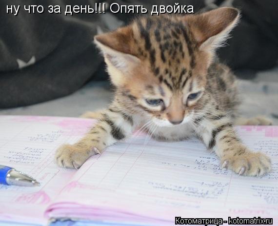 ну что за день!!! Опять двойка... Котоматрица: ну что за день!!! Опять двойка