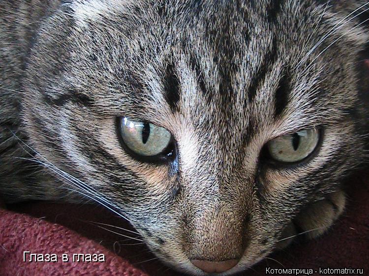 Глаза в глаза... Котоматрица: Глаза в глаза