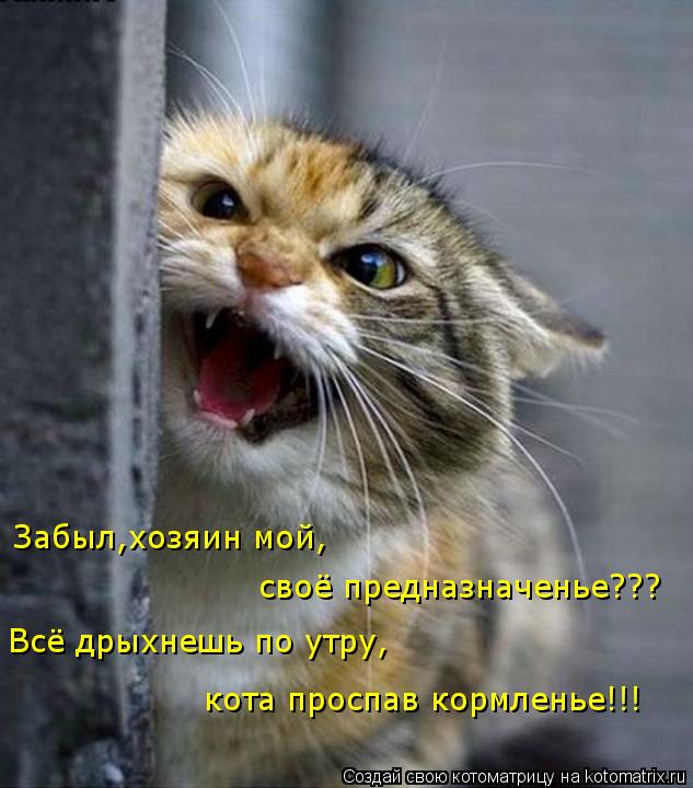 Забыл,хозяин мой, своё предназначенье??? кота проспав кормленье!!! Всё дрыхнешь по утру,... Котоматрица: Забыл,хозяин мой, своё предназначенье??? кота проспав кормленье!!! Всё дрыхнешь по утру,