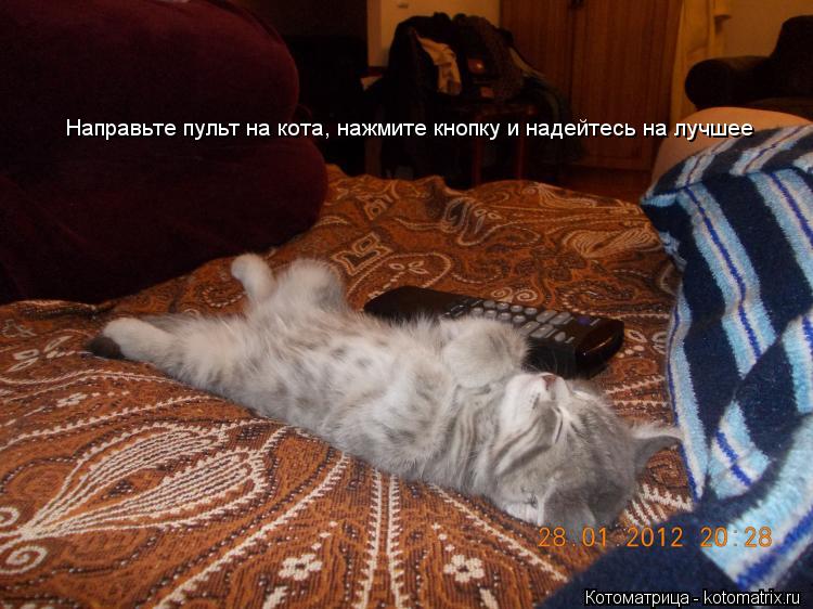 Направьте пульт на кота, нажмите кнопку и надейтесь на лучшее... Котоматрица: Направьте пульт на кота, нажмите кнопку и надейтесь на лучшее